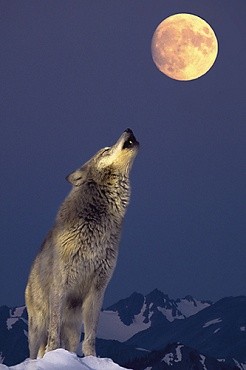 17.02_huilende Wolf