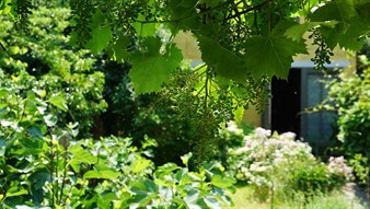 17.27_tuin