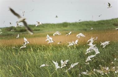 18_06_Vogels op Scharhörn
