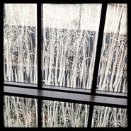 Week 46: Sylvia Heimans Week 46: Sylvia Heimans