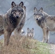 Week 51: Daan Stoffelsen Week 51: Daan Stoffelsen