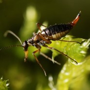 Week 14: Isabelle Bambust Week 14: Isabelle Bambust