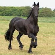 Week 11: Sanne van der Meij Week 11: Sanne van der Meij