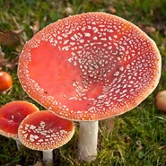 Week 50: Paul de Wispelaere Week 50: Paul de Wispelaere