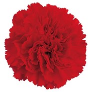 Week 21: Emilia Menkveld Week 21: Emilia Menkveld