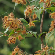 Week 39: Silvia Marijnissen Week 39: Silvia Marijnissen