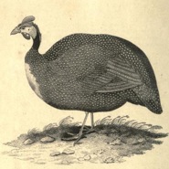 Week 17: Isabelle Bambust