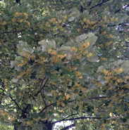 Week 32: Kool & Wissenburg