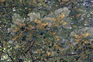 Week 32: Kool & Wissenburg