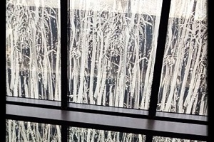 Week 46: Sylvia Heimans