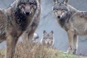 Week 51: Daan Stoffelsen