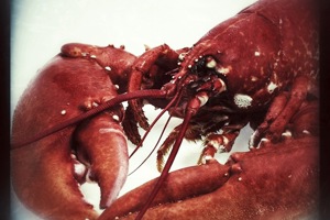 Week 10: Isabelle Bambust