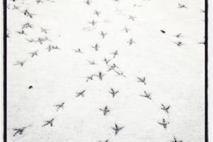 Week 11: Rien Verhoef