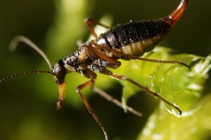 Week 14: Isabelle Bambust