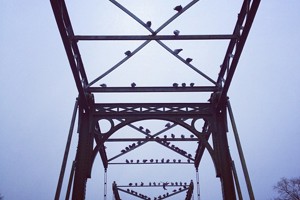 Week 51: Ton Naaijkens