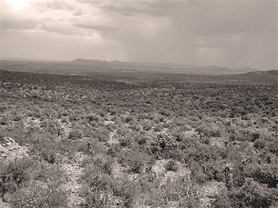 Karoo
