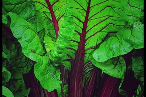 Week 27: Anne van Buul