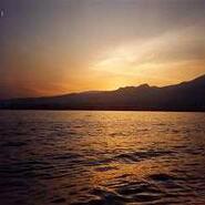 Week 31: Desiree Schyns