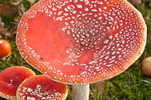 Week 50: Paul de Wispelaere