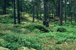 Week 52: Janneke van der Meulen