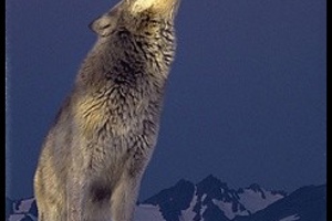 Week 2: Isabelle Bambust