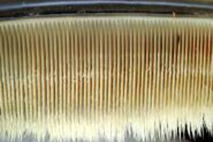 Week 49: Ton Naaijkens