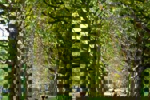 Week 33: Lenore Lampens