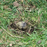 Week 36: Bert de Waart