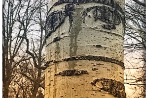 Week 1: Ton Naaijkens