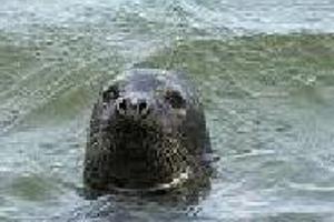 Week 5: Bert de Waart