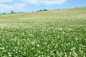 Week 27: Christiane Kuby