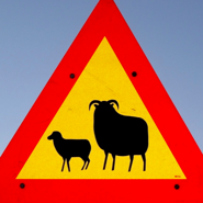 Week 33: Vera Magnússon