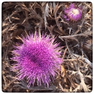 Week 40: Isabelle Bambust