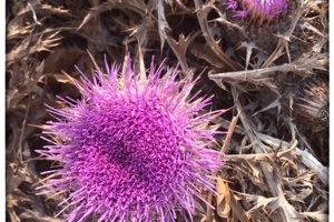 Week 40: Isabelle Bambust