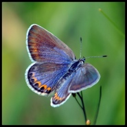 Week 2: Gielkens & Brinkman