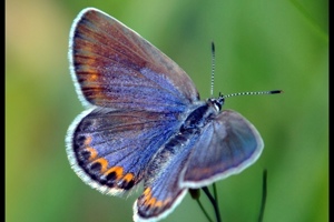 Week 2: Gielkens & Brinkman