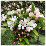 Dankwoord Henny Corver