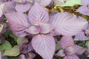 Week 46: Silvia Marijnissen