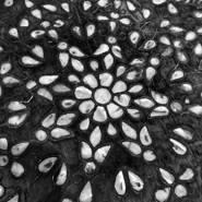 Week 19: Ton Naaijkens