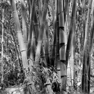 Week 11: Isabelle Bambust