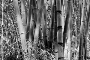 Week 11: Isabelle Bambust