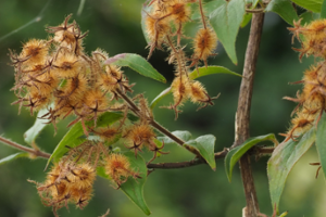 Week 39: Silvia Marijnissen