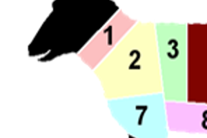 Week 45: Elies Smeyers