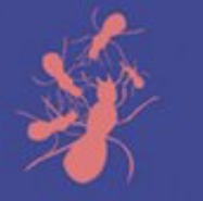 Week 49: Ton Naaijkens