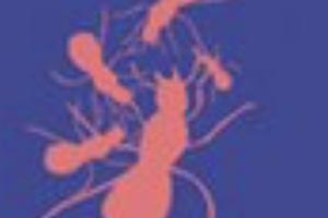 Week 49: Ton Naaijkens